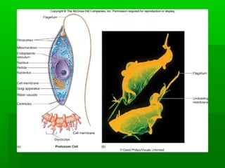 3   classification of microorganisms