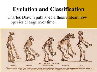 Evolution and Classification Charles Darwin published a theory about how species change over time. 