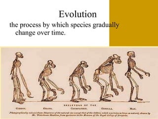 Evolution the process by which species gradually change over time. 
