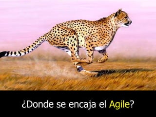 ¿Donde se encaja el Agile?

 