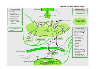 Thyroid and Anti-thyroid drugs
 