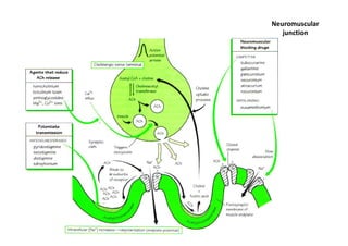 Neuromuscular
   junction
 