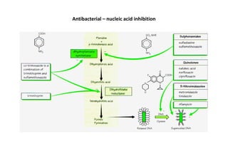 Antibacterial – nucleic acid inhibition
 
