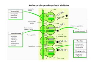 Antibacterial – protein synthesis inhibition
 