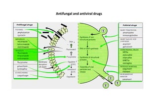 Antifungal and antiviral drugs
 