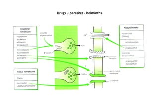 Drugs – parasites - helminths
 