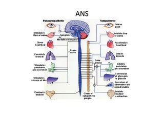 ANS
 