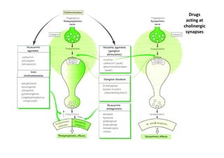 Drugs
 acting at
cholinergic
 synapses
 