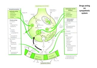 Drugs acting
    on
sympathetic
  system
 