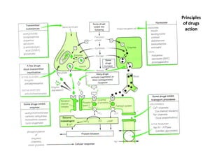 Principles
 of drugs
  action
 