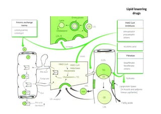 Lipid lowering
     drugs
 