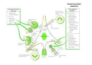 Central transmitter
   substances
 
