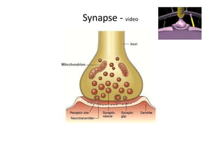 Synapse - video
 