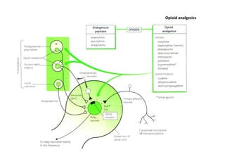 Opioid analgesics
 