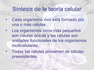 Síntesis de la teoría celular
•   Cada organismo vivo está formado por
    una o más células.
•   Los organismos vivos más pequeños
    son células únicas y las células son
    unidades funcionales de los organismos
    multicelulares.
•   Todas las células provienen de células
    preexistentes.
 
