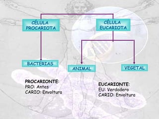 CÉLULA                     CÉLULA
PROCARIOTA                  EUCARIOTA




BACTERIAS
                   ANIMAL              VEGETAL


PROCARIONTE:
                            EUCARIONTE:
PRO: Antes
                            EU: Verdadero
CARIO: Envoltura
                            CARIO: Envoltura
 