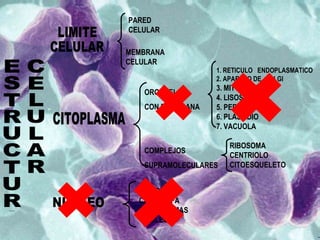 PARED
CELULAR

MEMBRANA
CELULAR
                  1. RETICULO ENDOPLASMATICO
                  2. APARATO DE. GOLGI
                  3. MITOCONDRIA
   ORGANELOS
                  4. LISOSOMA
   CON MEMBRANA   5. PEROXISOMA
                  6. PLASTIDIO
                  7. VACUOLA

                      RIBOSOMA
   COMPLEJOS
                      CENTRIOLO
   SUPRAMOLECULARES   CITOESQUELETO


  CARIOTECA
  CARIOLINFA
  CROMOSOMAS
  NUCLEOLO
 