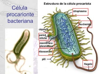 Célula
procarionte
bacteriana
 