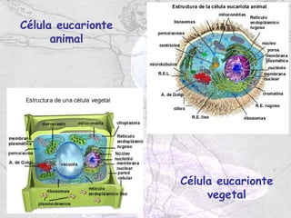 Célula eucarionte
      animal




                    Célula eucarionte
                         vegetal
 
