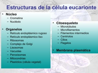 Estructuras de la célula eucarionte
• Núcleo
  – Cromatina
  – Nucléolo
                                     • Citoesqueleto
                                       –   Microtúbulos
• Organelos                            –   Microfilamentos
  –   Retículo endoplásmico rugoso     –   Filamentos intermedios
  –   Retículo endoplásmico liso       –   Centriolos
  –   Ribosomas                        –   Cilios
  –   Complejo de Golgi                –   Flagelos
  –   Lisosomas
  –   Vacuolas                       • Membrana plasmática
  –   Peroxisomas
  –   Mitocondrias
  –   Plastidios (célula vegetal)
 