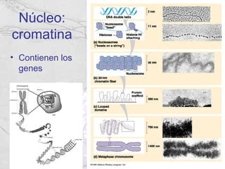 Núcleo:
cromatina
• Contienen los
  genes
 