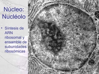Núcleo:
Nucléolo
• Síntesis de
  ARN
  ribosomal y
  ensamble de
  subunidades
  ribosómicas
 