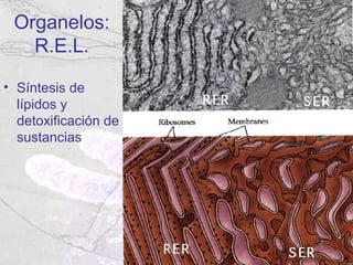 Organelos:
   R.E.L.

• Síntesis de
  lípidos y
  detoxificación de
  sustancias
 