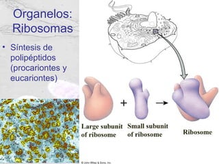 Organelos:
  Ribosomas
• Síntesis de
  polipéptidos
  (procariontes y
  eucariontes)
 
