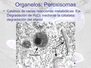 Organelos: Peroxisomas
• Catálisis de varias reacciones metabólicas. Ejs.
  Degradación de H2O2 mediante la catalasa;
  degradación del etanol
 