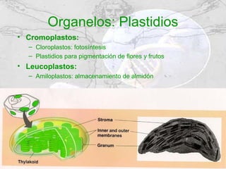Organelos: Plastidios
• Cromoplastos:
  – Cloroplastos: fotosíntesis
  – Plastidios para pigmentación de flores y frutos
• Leucoplastos:
  – Amiloplastos: almacenamiento de almidón
 