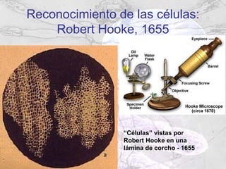 Reconocimiento de las células:
    Robert Hooke, 1655




                “Células” vistas por
                Robert Hooke en una
                lámina de corcho - 1655
 