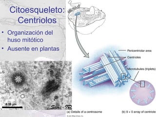 Citoesqueleto:
    Centriolos
• Organización del
  huso mitótico
• Ausente en plantas
 