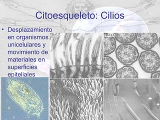 Citoesqueleto: Cilios
• Desplazamiento
  en organismos
  unicelulares y
  movimiento de
  materiales en
  superficies
  epiteliales
 