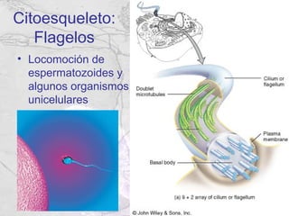 Citoesqueleto:
   Flagelos
• Locomoción de
  espermatozoides y
  algunos organismos
  unicelulares
 