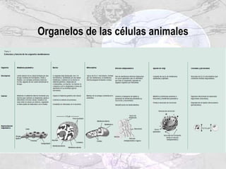 Organelos de las células animales
 