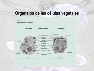 Organelos de las células vegetales
 