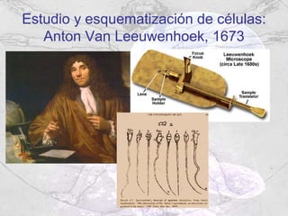 Estudio y esquematización de células:
   Anton Van Leeuwenhoek, 1673
 