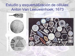 Estudio y esquematización de células:
   Anton Van Leeuwenhoek, 1673
 