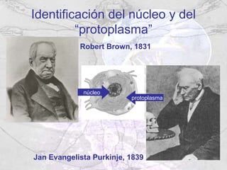 Identificación del núcleo y del
         “protoplasma”
            Robert Brown, 1831




             núcleo
                          protoplasma




Jan Evangelista Purkinje, 1839
 
