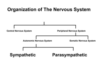 Central nervous system structure and functions | PPT