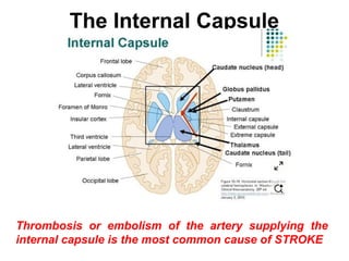 Central nervous system structure and functions | PPT