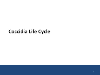 Coccidia Life Cycle
1
 