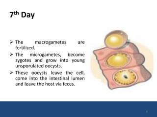 Coccidial Life Cycle | PPT
