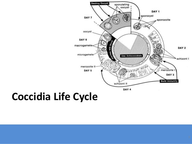 Coccidial Life Cycle