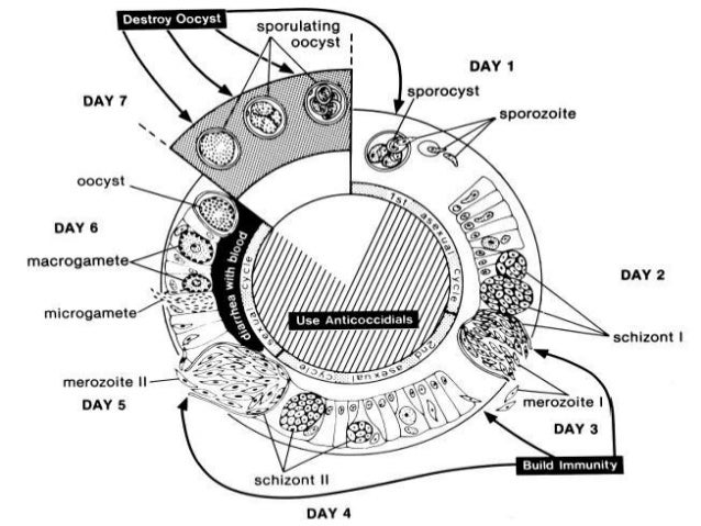 Coccidial Life Cycle