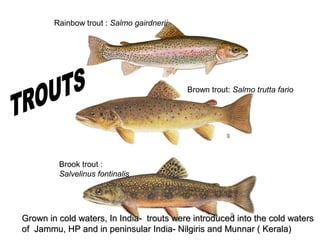 Rainbow trout : Salmo gairdnerii




                                           Brown trout: Salmo trutta fario




         Brook trout :
         Salvelinus fontinalis




Grown in cold waters, In India- trouts were introduced into the cold waters
of Jammu, HP and in peninsular India- Nilgiris and Munnar ( Kerala)
 