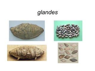 glandes 