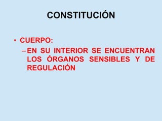 CONSTITUCIÓN
• CUERPO:
–EN SU INTERIOR SE ENCUENTRAN
LOS ÓRGANOS SENSIBLES Y DE
REGULACIÓN
 