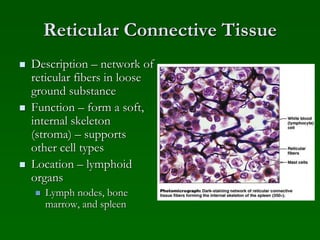 Reticular Connective Tissue
 Description – network of
reticular fibers in loose
ground substance
 Function – form a soft,
internal skeleton
(stroma) – supports
other cell types
 Location – lymphoid
organs
 Lymph nodes, bone
marrow, and spleen
 