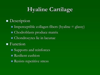 Hyaline Cartilage
 Description
 Imperceptible collagen fibers (hyaline = glassy)
 Chodroblasts produce matrix
 Chondrocytes lie in lacunae
 Function
 Supports and reinforces
 Resilient cushion
 Resists repetitive stress
 